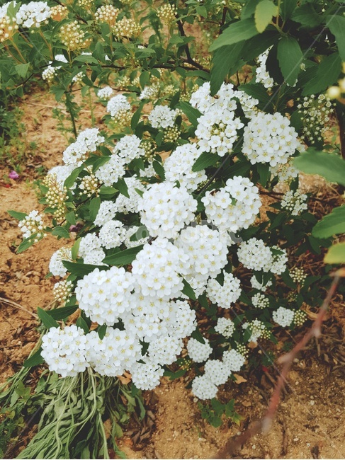 꽃,식물,자연,flower,봄,봄,계절,spring,season,식물,자연,plants,nature,꽃,flower,plant,blossom,geranium,제라늄