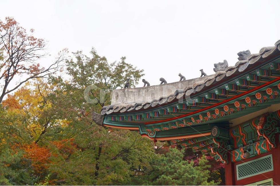 가을,단풍,고궁,창경궁,낙엽,기와,가을산책,고궁의가을,가을,계절,fall,autumn,season,한국전통,한국문화,korean traditional,korean culture,랜드마크,landmark,tourist attraction,한국랜드마크,한국관광지,한국명소,korea landmark,korea tourist attraction,건축물,건물외관,exterior,building,structure,architecture,construction,건물,bird,새,animal,동물,temple,신전,worship,예배