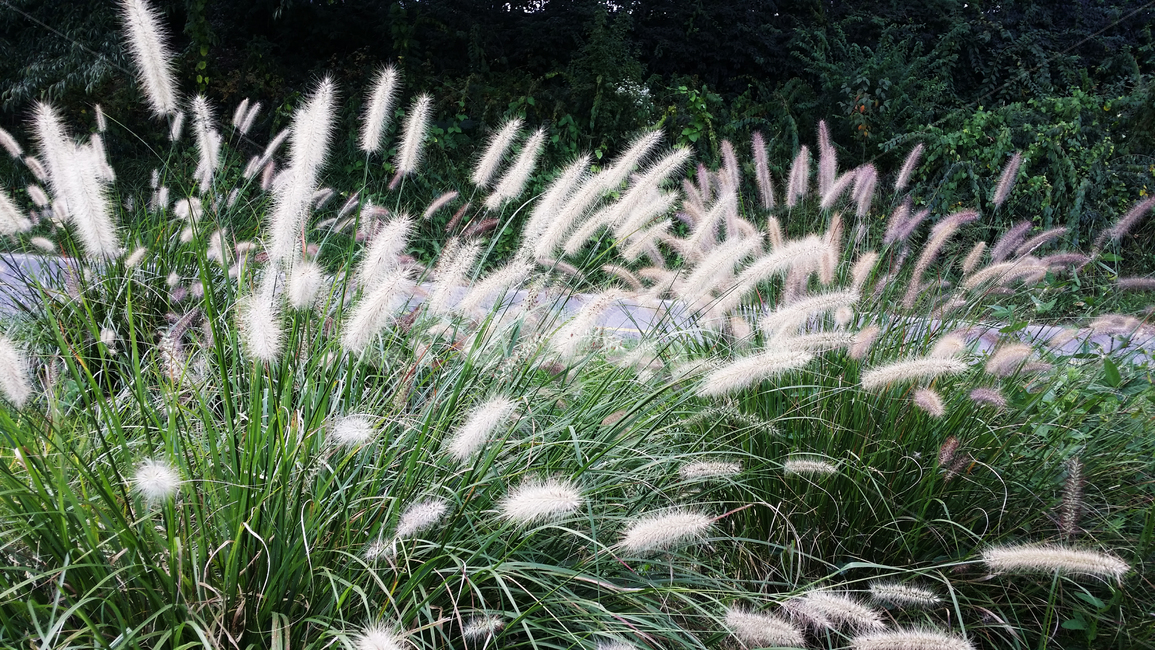 풀,강아지풀,갈대,잎사귀,식물,길,길옆,plant,자연,들풀,잎,식물,자연,plants,nature