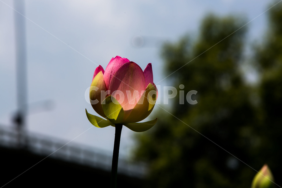 연꽃,연잎,꽃잎,문양,무늬,식물,자연,plants,nature,꽃,flower