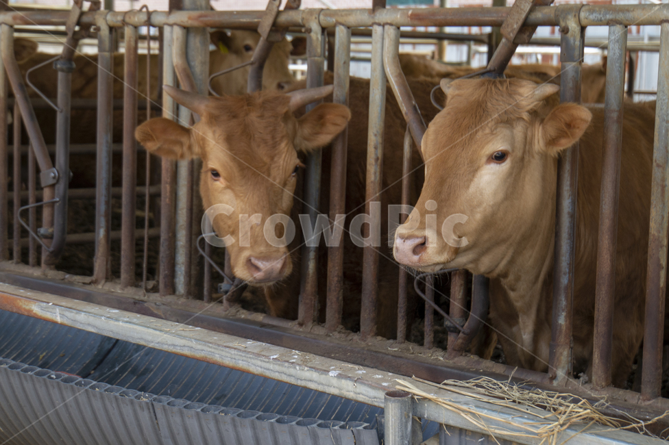 소,암소,토종소,한우,소농장,농장,동물,animal,포유류,mammal,산업,industry,industrial,목축업,목장,livestock farming,ranching,pasture
