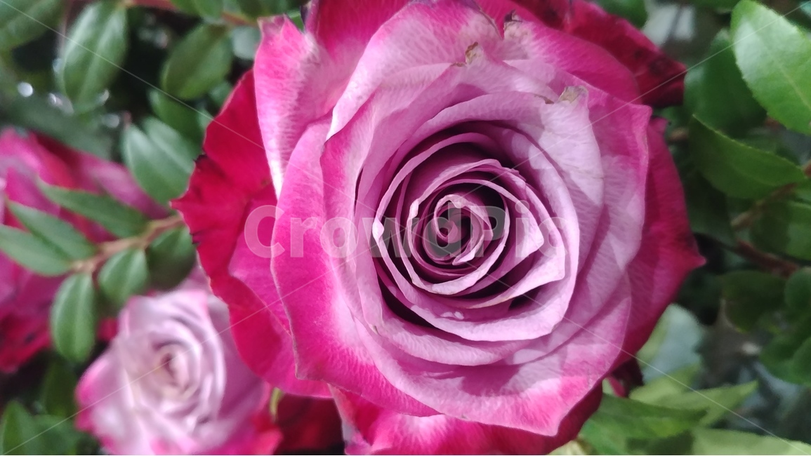 꽃,flower,rose,장미,장미꽃,샘페인핑크,여름,여름꽃,6월의꽃,6월,핑크,pink,flowers,식물,plants,식물,자연,plants,nature,꽃,flower