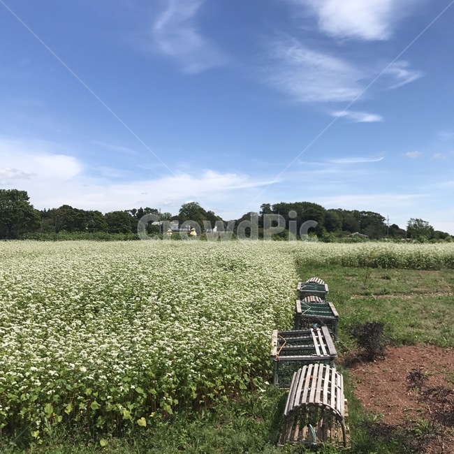 자연,하늘,구름,들판,초원,nature,sky,cloud,grassland,field