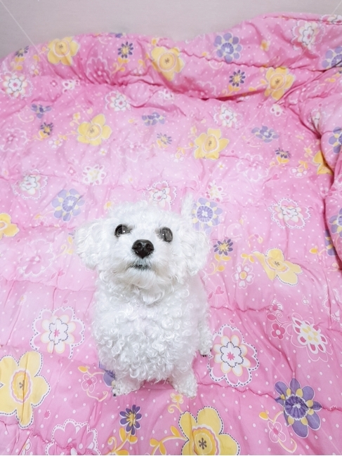 강아지,푸들,귀여운,이불,하얀