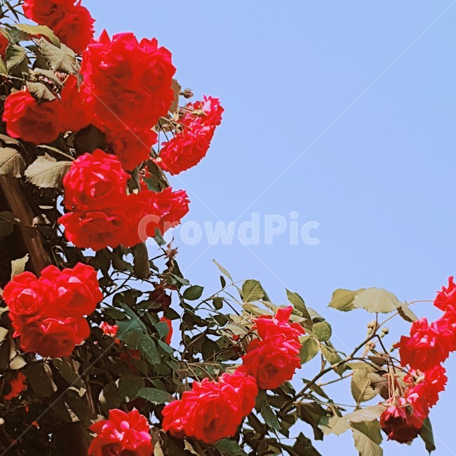장미,빨간장미,분홍장미,꽃,rose