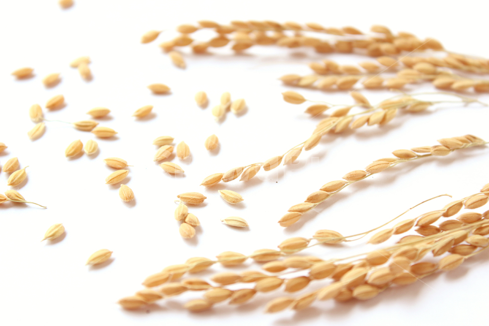 쌀,벼,곡식,곡물,음식,식재료,요리,곡류,rice,cereal,dry,ear,farming,food,gold,grain,harvest,isolated,korea,meal,nutrition,organic,plant,seed,yellow,cook,곡류,곡식,cereals,연출,컨셉,콘셉,direction,concept