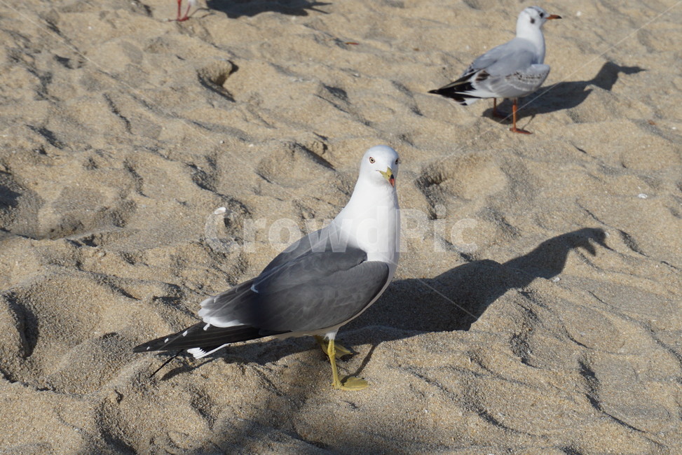 bird,animal,동물,갈매기,새,바다새,동물,animal,조류,새,birds
