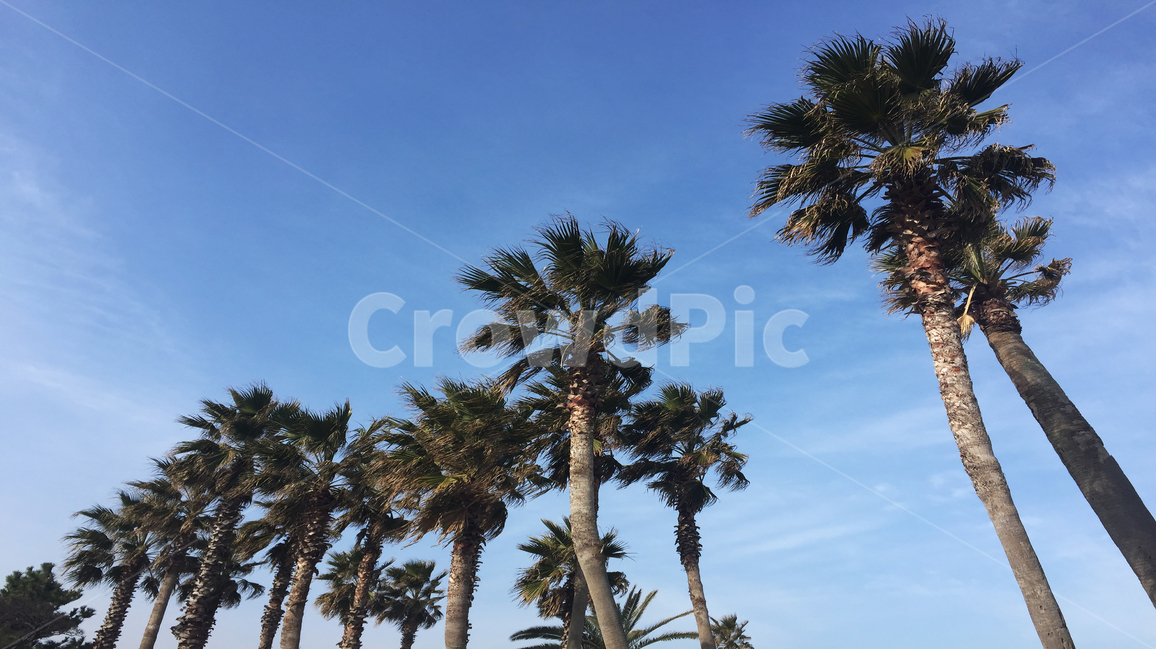 열대림,제주,여행,풍경,하늘,식물,자연,plants,nature,나무,trees,wood