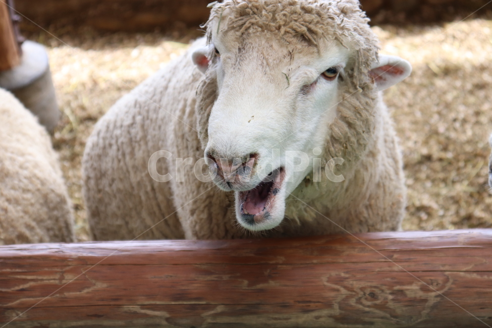 양,동물,양떼목장,양털,대관령,동물,animal,포유류,mammal