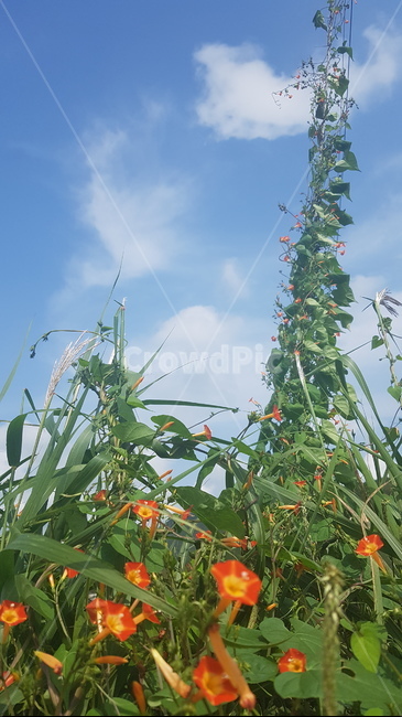 여름,여름풍경,여름꽃,꽃,시골풍경,야생화,풀,여름배경