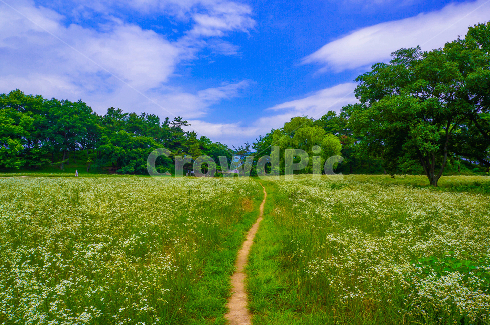 여름길,자연,목초지,길,여름,풍경,자연,풍경,nature,landscape