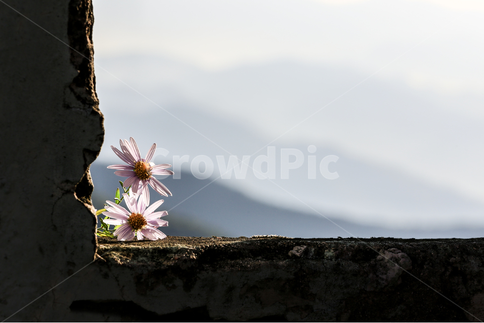 가을,고독,야생화,산그리메,생명,아침,가을,계절,fall,autumn,season,식물,자연,plants,nature,꽃,flower,plant