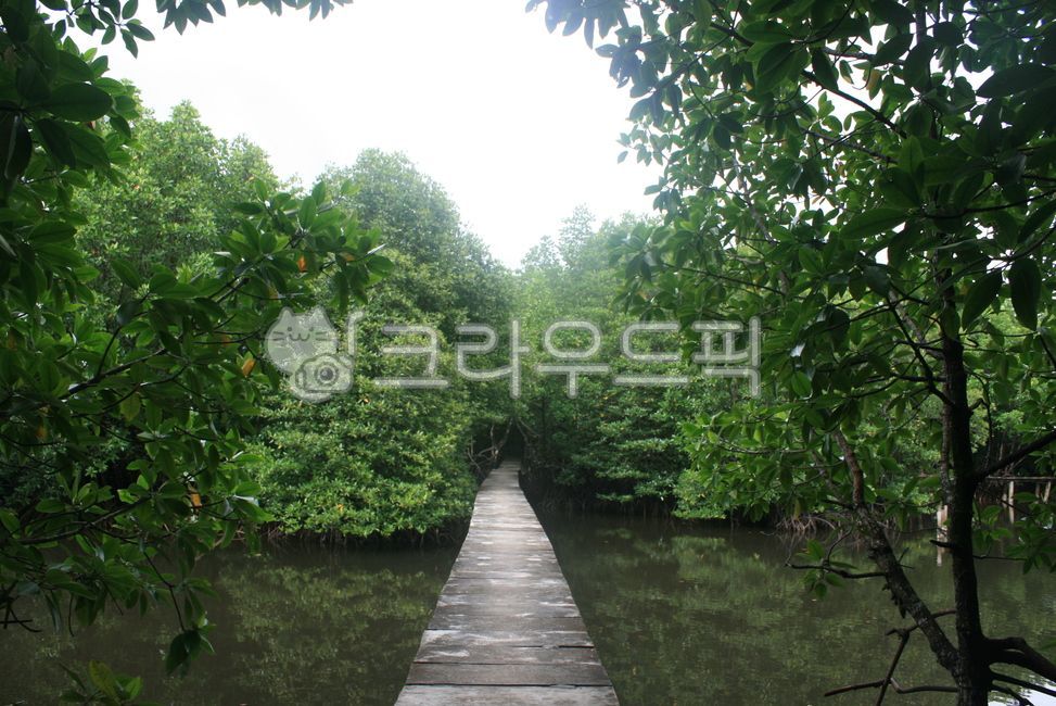 캄보디아,맹그로브숲,외길,동남아시아,강,배경,자연,혼자가는길,인생