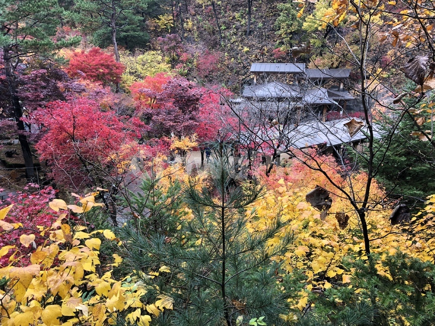단풍,단풍숲,단풍놀이,화담숲,풍경,가을풍경,가을,계절,fall,autumn,season,plant,식물,leaf,잎,tree,나무,maple