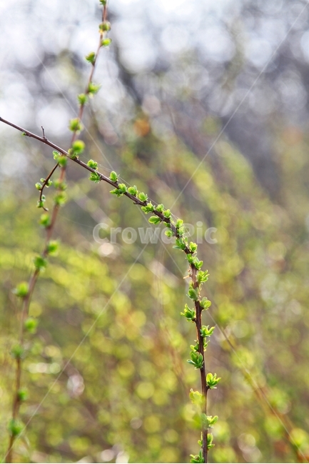 초록,새싹,새순,잎새,봄,싹,이파리,새잎,초록잎,봄,계절,spring,season,식물,자연,plants,nature,plant