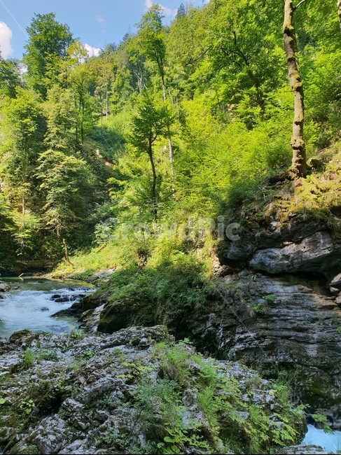 계곡,협곡,슬로베니아,빈트가르,gorge,valley,vintgar,빛,숲,햇빛,나무,자연,풍경,경관,landscape,path,오솔길,숲길,자연,풍경,nature,landscape,해외,외국,세계,foreign,oversea,world,세계자연풍경,해외자연풍경,외국자연풍경,world nature landscape,water,물,outdoors,옥외,stream,흐름,creek,작은 만