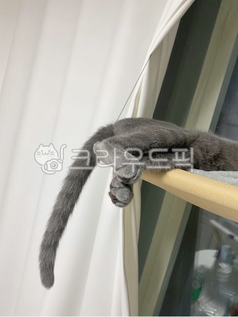 반려동물,동물,고양이,발,고양이발