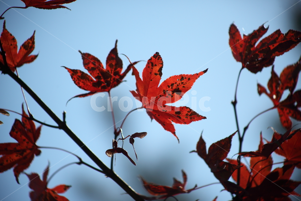 단풍,단풍나무,엽록소,가을,redleaves,가을,계절,fall,autumn,season,plant,식물,leaf,잎,tree,나무