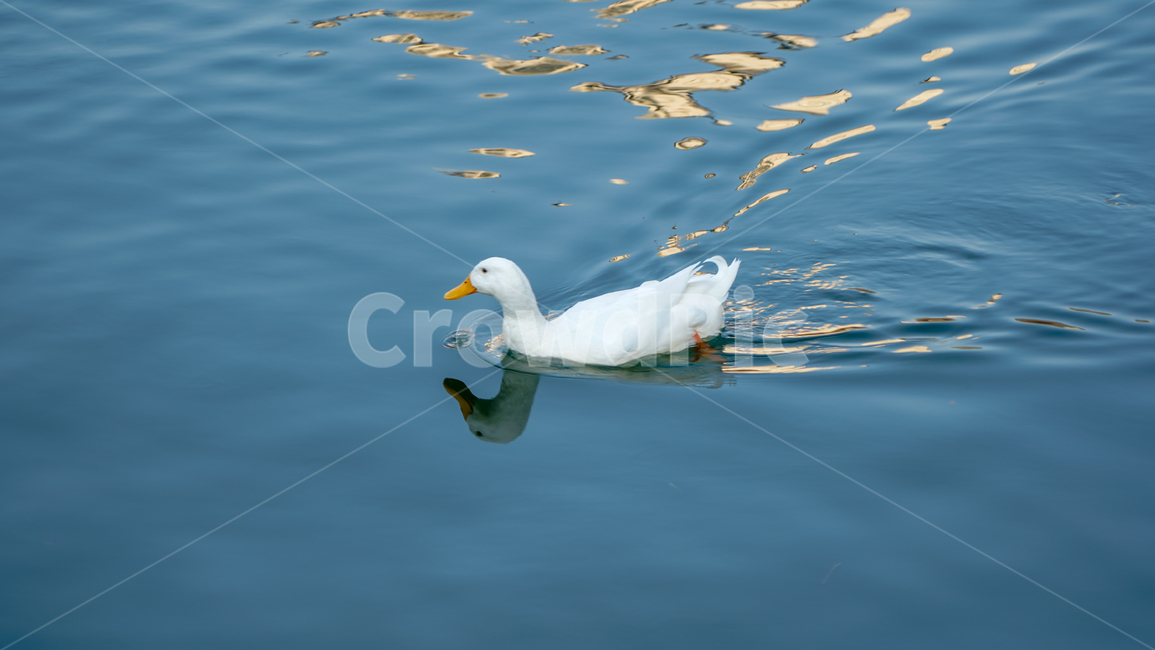 동물,오리,호수,animal,물,백조,꽥꽥,동물,animal,조류,새,birds