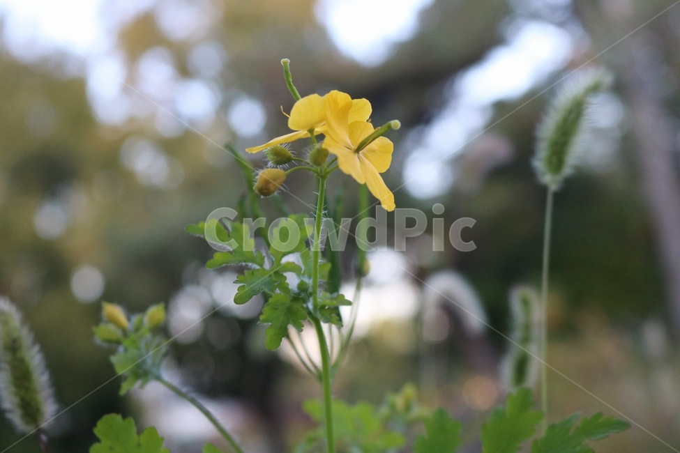 꽃,들꽃,flowers,wildflower,봄꽃
