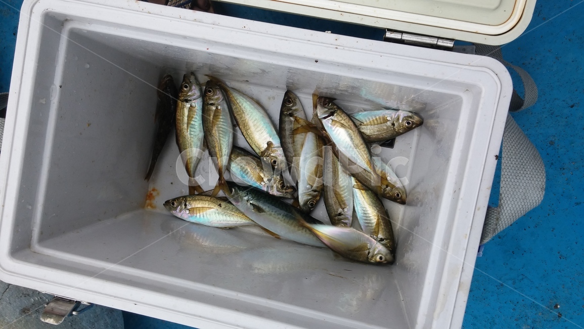 낚시,물고기,월척,바다,fish
