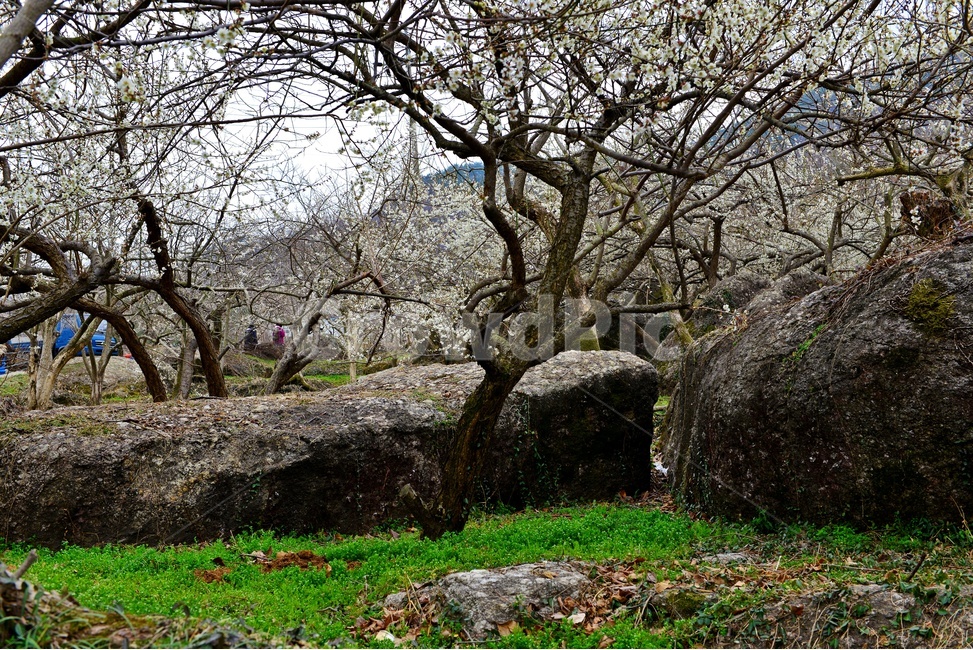 outdoors,옥외,nature,자연,waterfall,gravel,자갈,전남,구례,산동,산동마을,산수유,산수유마을,산동산수유마을,봄,산동봄,계절,노랑꽃,산수유꽃,경치,경관,풍경,담장,돌담장,밭