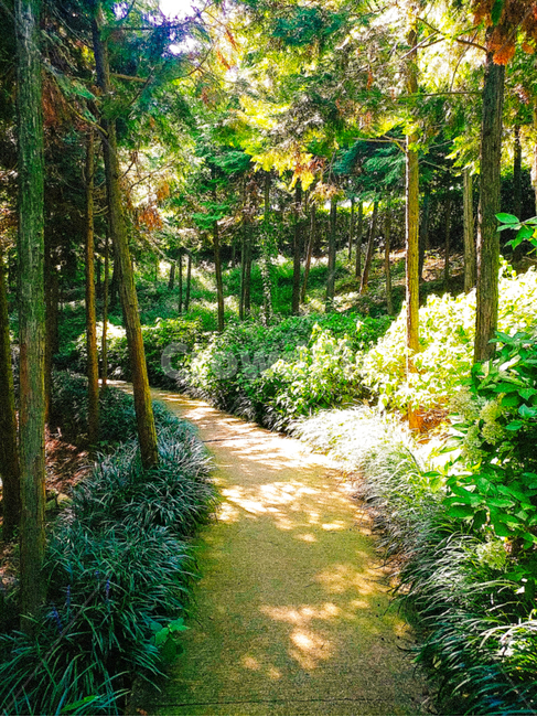 숲,나무,길,초록,green,tree,식물,plant,산,햇빛,그림자,산책,산책로,산길,여름,감성,감성사진,따뜻함