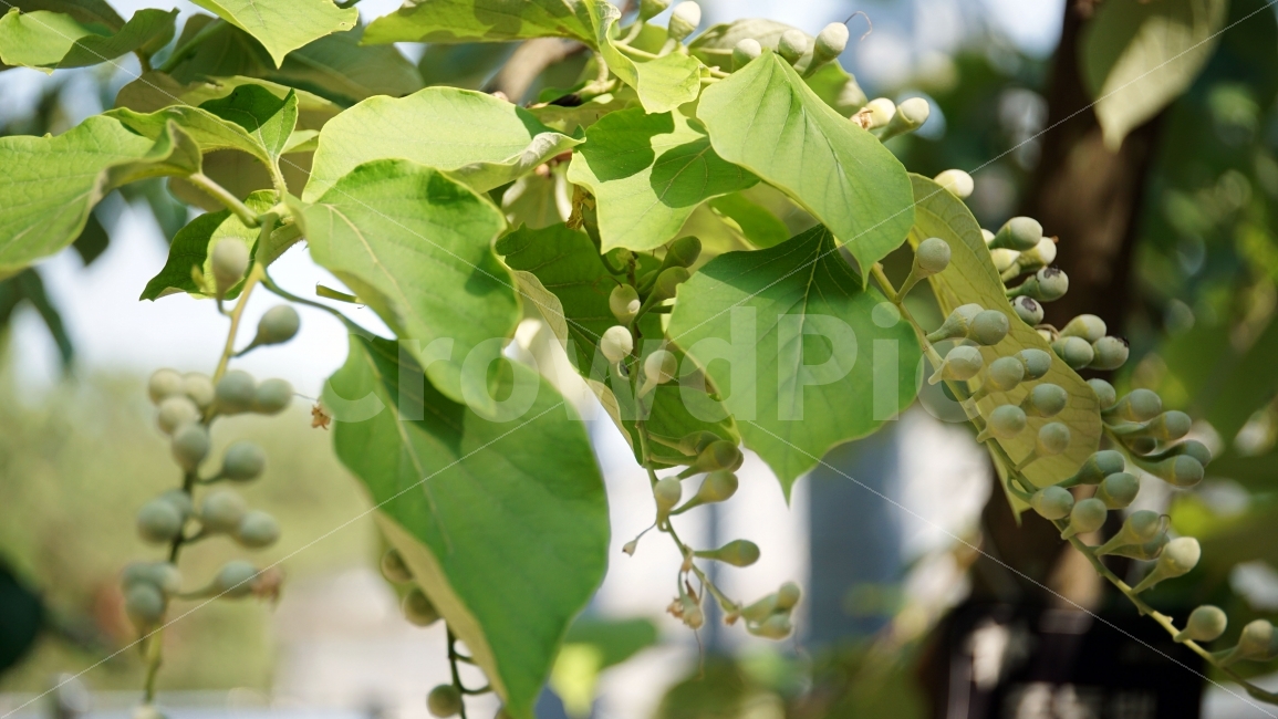 쪽동백,때죽나무과,꽃봉오리,여름꽃,자연,플라워,flower,nature,식물,이파리,숲,꽃사진,plants,풍경,landscape,봄,spring,계절,season,한국자연,snap,스냅,클로즈업,closeup,식물,자연,plants,nature