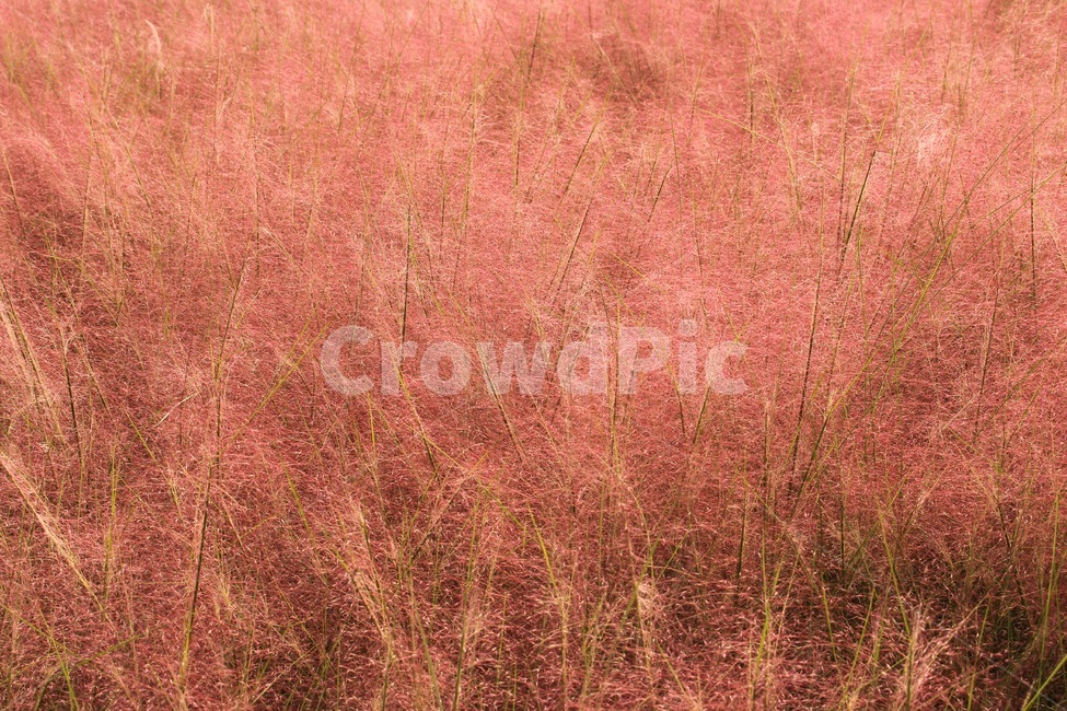 핑크뮬리,꽃,가을,자연,핑크,핑크색,pink,나무,식물