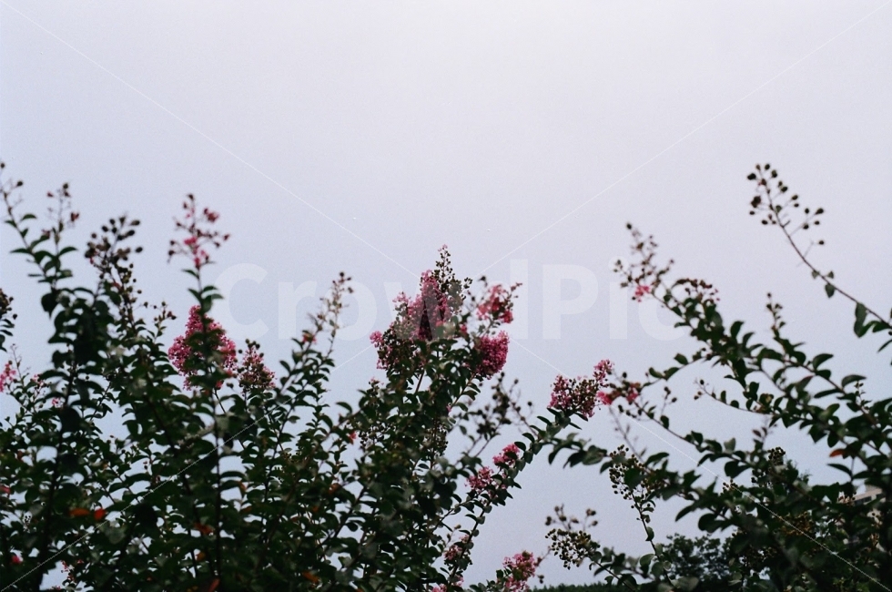 감성사진,필름사진,무보정사진,꽃,공원,배경,풍경,나무,하늘,식물,자연,plants,nature,꽃,flower,감성,sensible,feeling