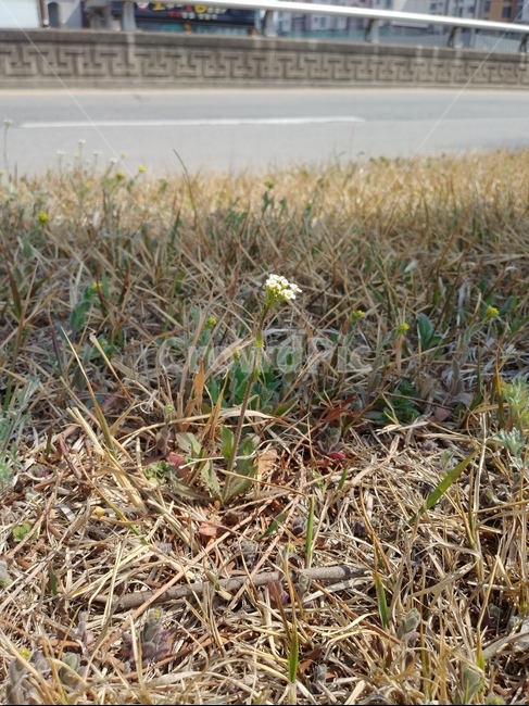 꽃,잔디,하얀꽃,흰꽃,꽃한송이,식물,봄,겨울,작은꽃,잔디꽃,flower,whiteflower,grass