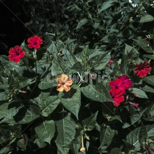 꽃,식물,자연,flower,nature