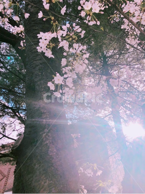 벚꽃,봄,봄사진,cherryblossom,감성사진,nature,자연,자연사진,spring,picture,Korea,벚꽃놀이,벚꽃축제,식물,자연,plants,nature,꽃,flower,나무,trees,wood