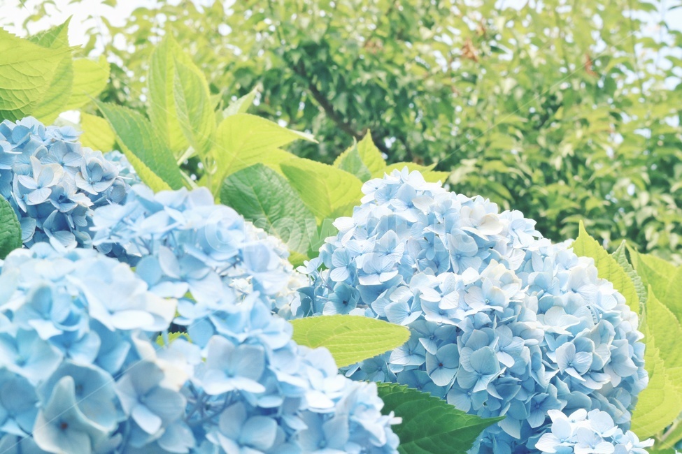 수국,꽃,flower,hydrangea,식물,plants,식물,자연,plants,nature,꽃,flower,감성,sensible,feeling,색깔,색상,색채,색감,color sense,color sensitivity,feeling of color