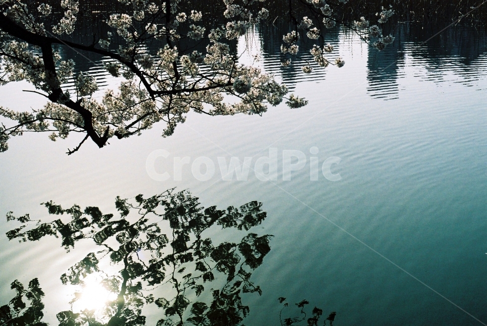 벚꽃,물위에비친,강가위벚꽃,벚꽃나무,일본벚꽃,필름,봄,계절,spring,season,식물,자연,plants,nature,꽃,flower,outdoors,옥외,water,물