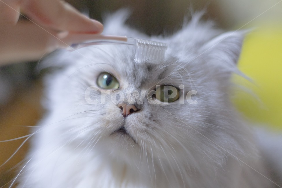 고양이,cat,페르시안,페르시안친칠라,애완동물,pet,동물,animal,포유류,mammal,고양이,cat,kitten,kitty