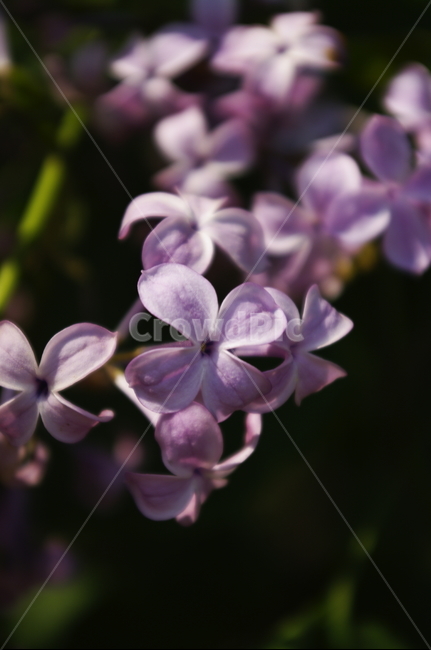 라일락,꽃,flower,계절,봄,spring,식물,plant,자연,nature,식물,자연,plants,nature,꽃,flower