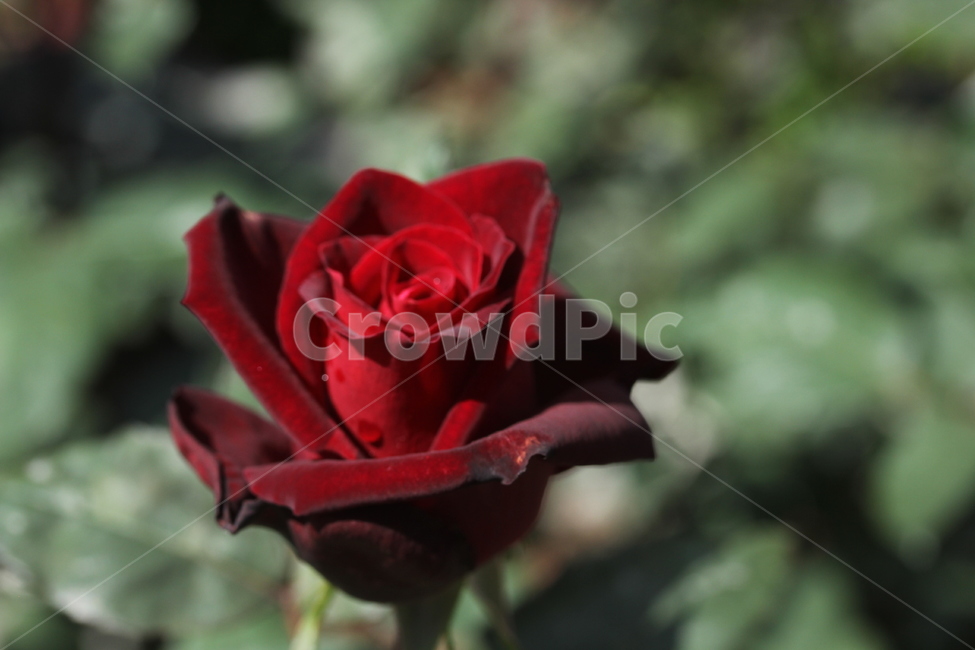 장미,봄꽃,식물,빨간장미,꽃,식물,자연,plants,nature,꽃,flower