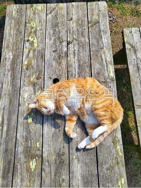 고양이,반려동물,길냥이,반려묘,애완동물,아침,햇살,힐링,동물,animal,cat,pet,휴식,포유류