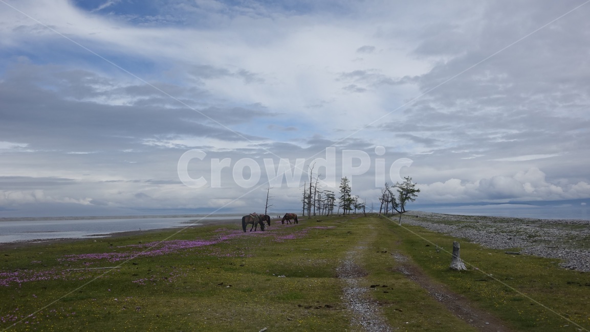 nature,초원,grass,field,자연,지평선,나무,말,꽃,몽골,몽고,MONGOLIA,홉스굴