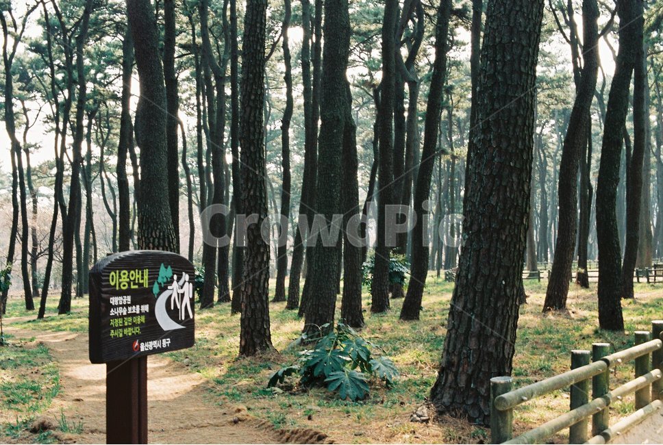 공원,밴치,산책,숲길,나무,산림욕,자연,풍경,nature,landscape,식물,plants,나무,trees,wood,휴식,힐링,rest,relaxation,healing,vegetation,초목,plant,tree,forest,숲,woodland,삼림지,outdoors,옥외,land,땅,grove,작은 숲,path,통로