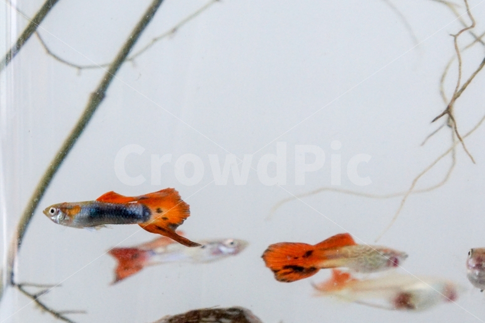 동물,물고기,어항,구피,물,수중,동물,animal,어류,물고기,fish