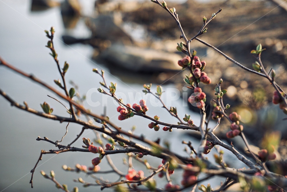 식물,plant,sprout,새싹,bud,싹,flower,꽃,blossom