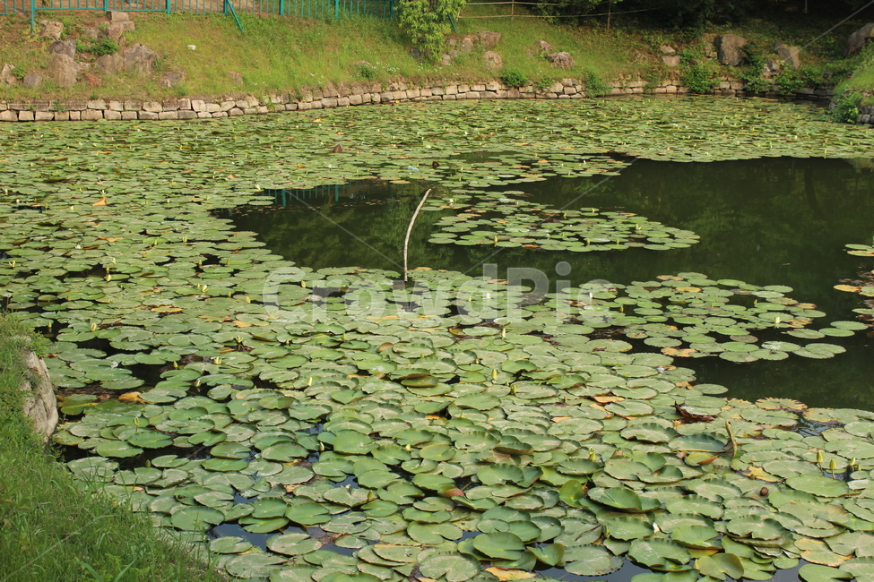 plant,식물,nature,자연,연못,연잎