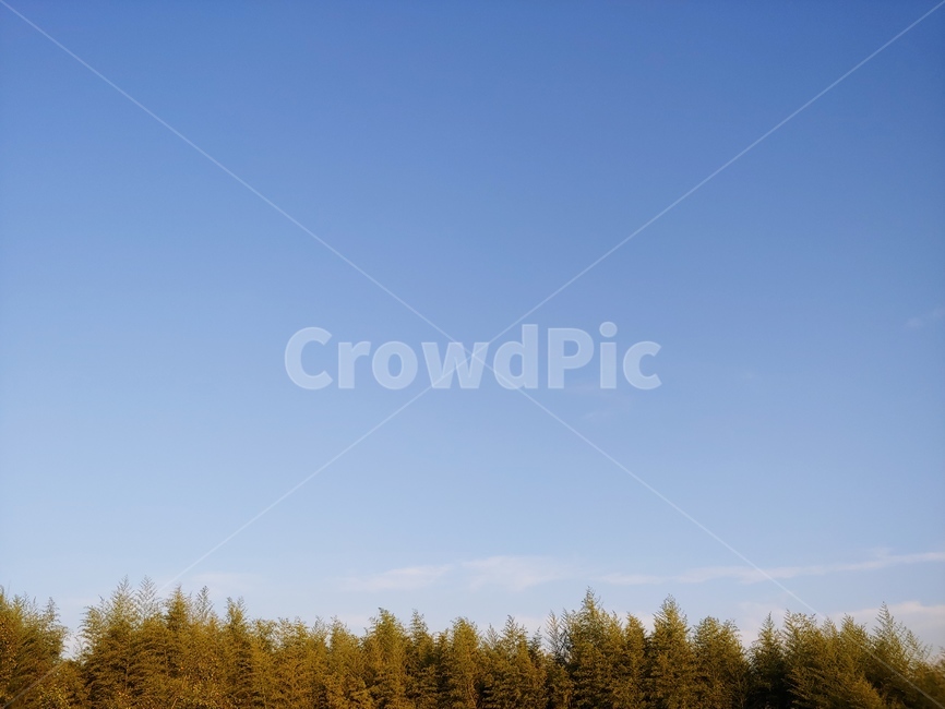 tree,나무,자연,하늘,sky,가을,자연,풍경,nature,landscape,plant,식물,fir,전나무