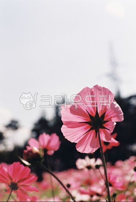 pink,backlight,flower garden,film photography,petal,fall,season,Emotion,blossom,nature,cosmos,film,pink flower,Cosmos,flower,plant,autumn