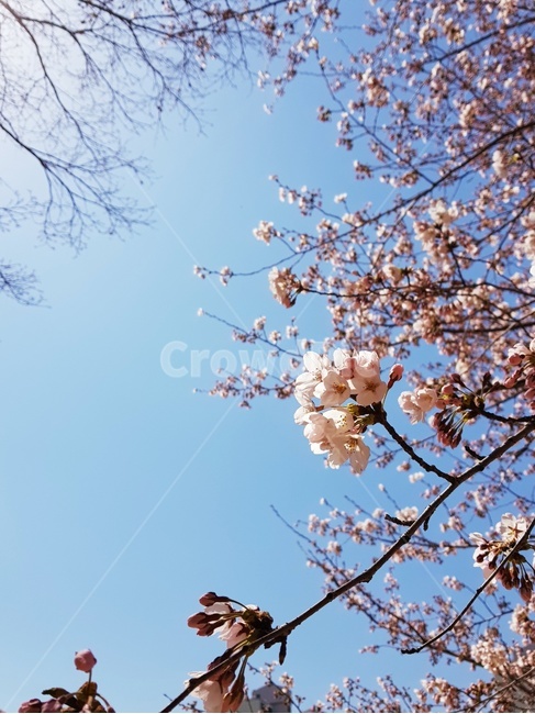 꽃,하늘,벚꽃,핑크,흰꽃,분홍꽃,봄,꽃구경,봄,계절,spring,season,식물,자연,plants,nature,꽃,flower,plant