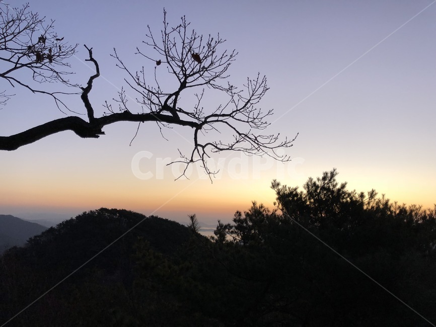shadow,painting,sight,tree,Sunrise