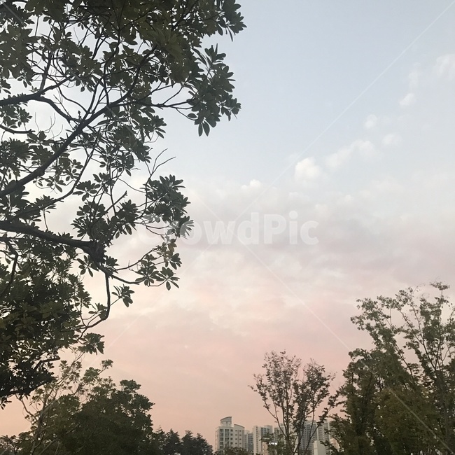 노을,하늘,나무,sunset,sky,tree