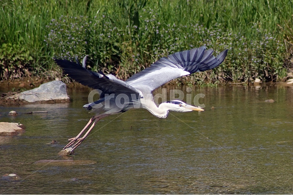 부산,수영강,왜가리,조류,탐조,비행,동물,animal,조류,새,birds
